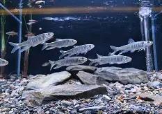 镉是什么-爱游戏最新网址